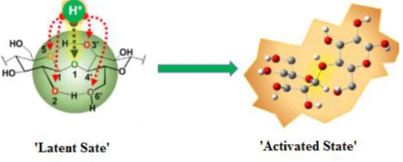 Figure 1.8 Transition from the cellulose ‘latent state’ to the  ‘activated state’ assisted  by mechanical  forces