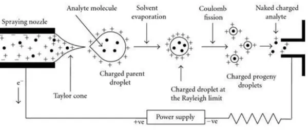 Figure  2.8  Electrospray  ionization  scheme:  formation  of  charged  analytes  from  the  injected  aqueous  solution.