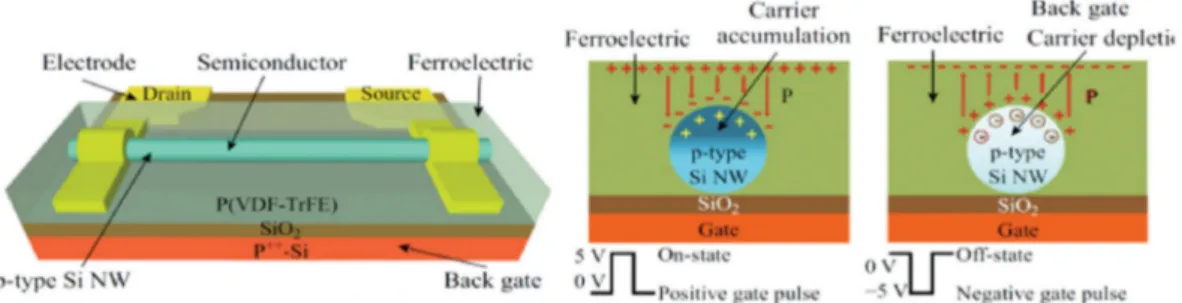 Figure 1.10: Schematic view and operating mechanism of a back-gate FeFET-based nonvolatile memory device [41].
