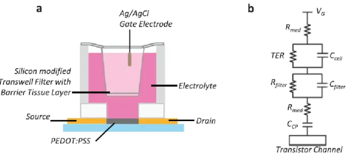Figura 2.5: a) Architettura del dispositivo. b) Circuito equivalente che descrive il trasporto ionico tra l’elettrodo di gate e  il canale del transistor