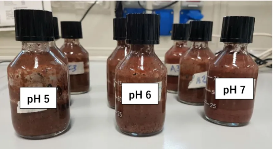 Figura 7  Microcosmi per lo studio della condizione di pH ottimale. 