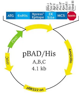 FIG 4: Map of the pBAD expression vector  