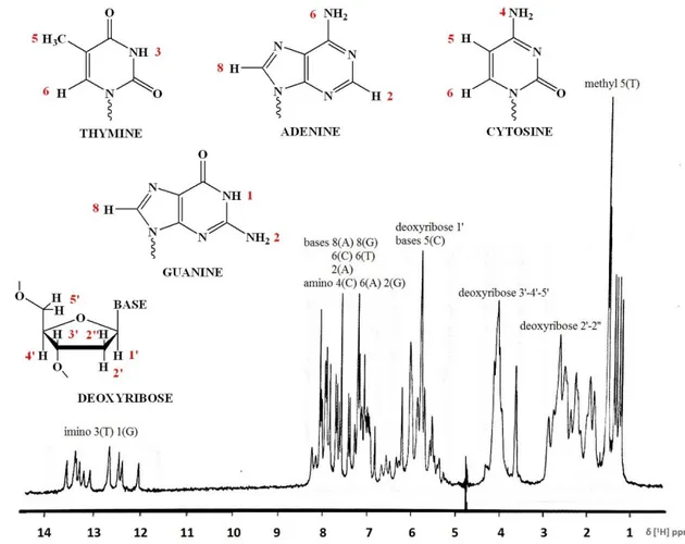 FIG 10  8 :Proton spectrum of double-stranded DNA (24 nucleotides) in 90:10 – H 2 O:D 2 O