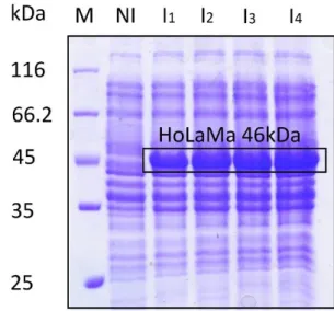 FIG 13: SDS-PAGE of total protein extracts from  four different overexpression batches