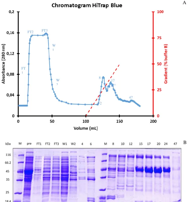 FIG  14:  A:  Chromatogram  of  the  purification  step  performed  with  the  HiTrap  Blue  affinity  column