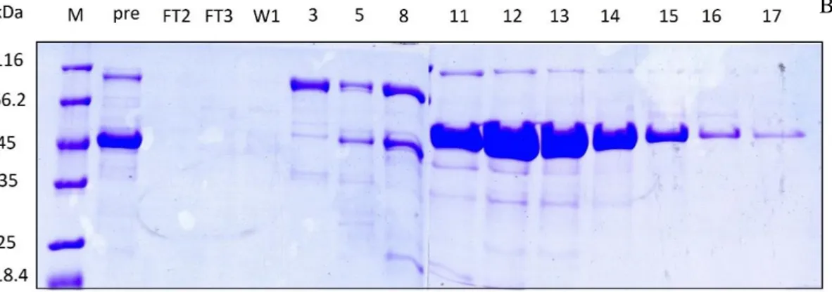 FIG 15: A: Chromatogram of the HiTrap Heparin affinity column. (FT 2,3 : Flow Through; W 1 :  Wash) ..B: SDS-PAGE of fractions eluted from the HiTrap Heparin affinity column (M: protein  molecular weight markers; Pre: sample loaded onto the column)