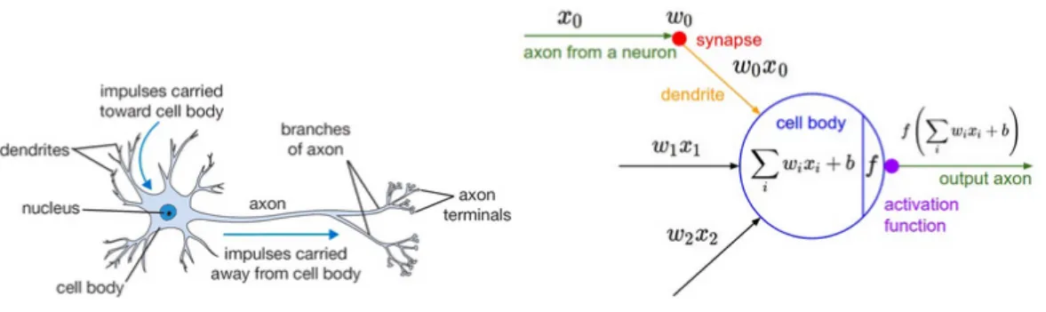 Figure 1.3: A biological neuron and the relative inspired mathematical model[6].