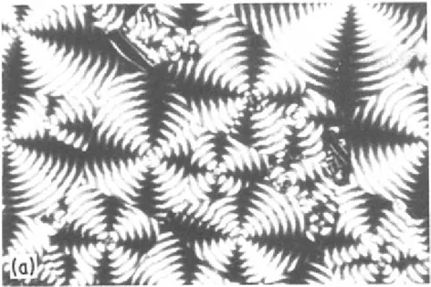 Figura 12. Morfologia sferulitica PHB puro (Mw=35800, Mn=13300, Tc=30 °C) a 250µm 