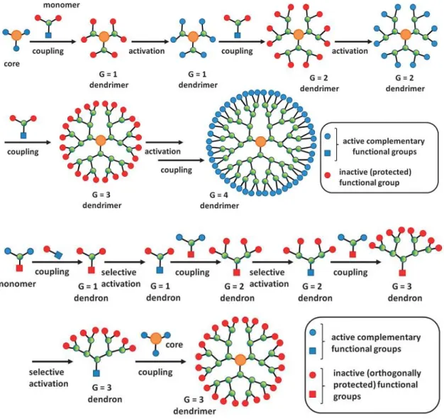 Fig. 1.30: divergent (first one) and convergent (second one) synthetic strategies. 