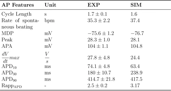 Table II.1: Comparision between experimental and simulated ventricular AP. Experimental data are presented as: Mean ± SEM