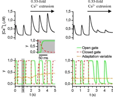 Figure II.3: : Dierences betweed model with non-inhibited (left column) and inhibited (right column) adaptation gate in the Koivumäki model