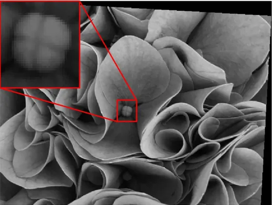 Fig. 3.5 – Particolare di immagine LR 