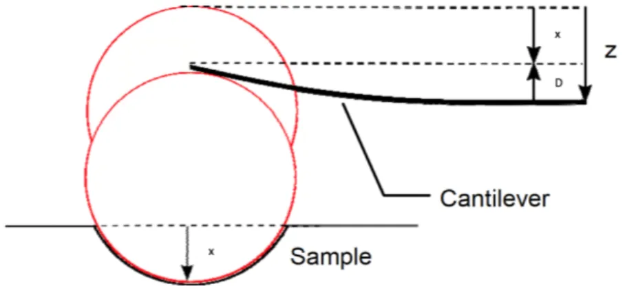 Figura 2.2: Distinzione tra l’indentazione, la deflessione e l’altezza lungo Z