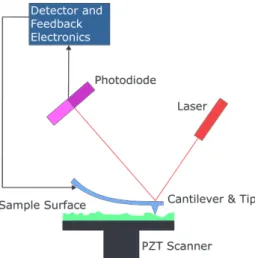 Figura 1.1: Rappresentazione schematizzata del percorso del fascio dell’AFM