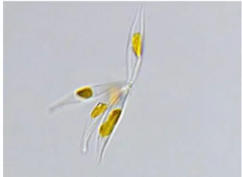 Figura 4: Phaeodactylum tricornutum. (Fonte: Micoperi Blue Growth,  http://www.micoperibg.eu/?project=phaeodactylum-tricornutum) 