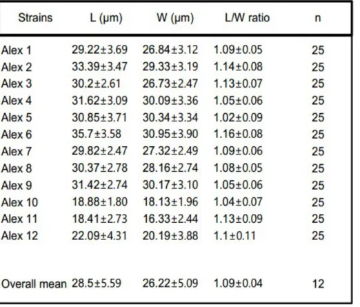 Table 3. Size measurements of strains. L = average length; W = average width; L/W = average length/width ratio; n = number of samples.