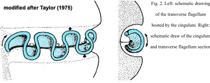 Fig. 2. Left: schematic drawing of the transverse flagellum hosted by the cingulum. Right: schematic draw of the cingulum and transverse flagellum section