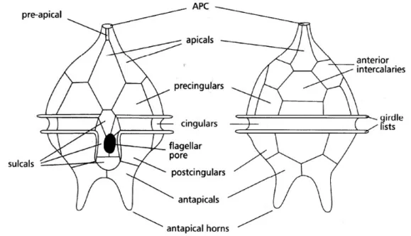 Fig. 3. Kofoidian Tabulation: (left) ventral view; (right) dorsal view. (IOC-UNESCO, modified)