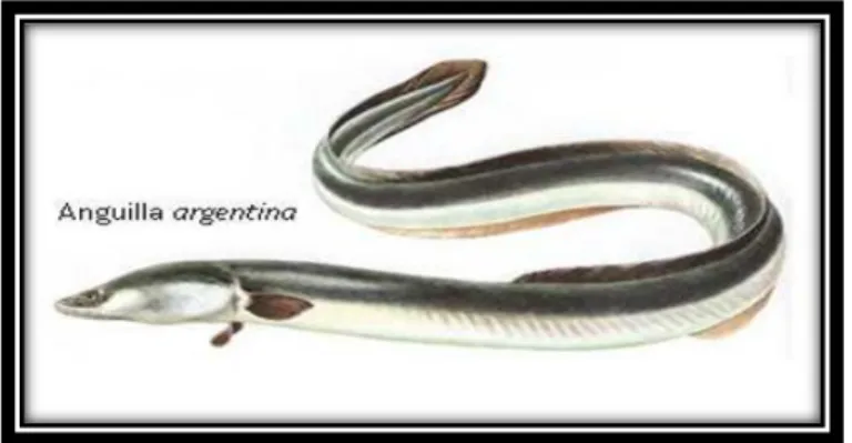 Fig. 8 esemplare di anguilla argentina (www.regione.fvg.it) 