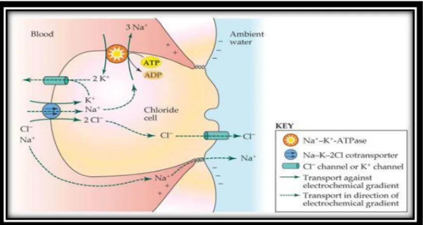 Fig. 9 Schema riassuntivo di una cellula del cloro (Poli &amp; Fabbri, 2012) 