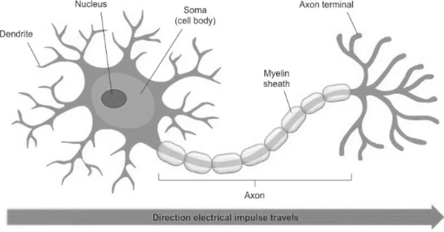 Figure 1.1: Typical structure of a neuron.