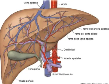 Figura 2 – Illustrazione grafica dell’anatomia del fegato e dei vasi  sanguigni che lo irrorano