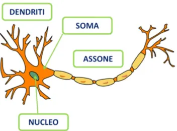 Figura 2.1: Modello di un neurone biologico