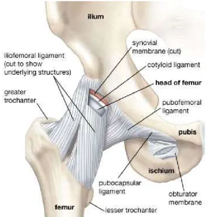 Fig. 1.8 Anatomy of the hip joint, showing attachment of the principal ligaments [16] 