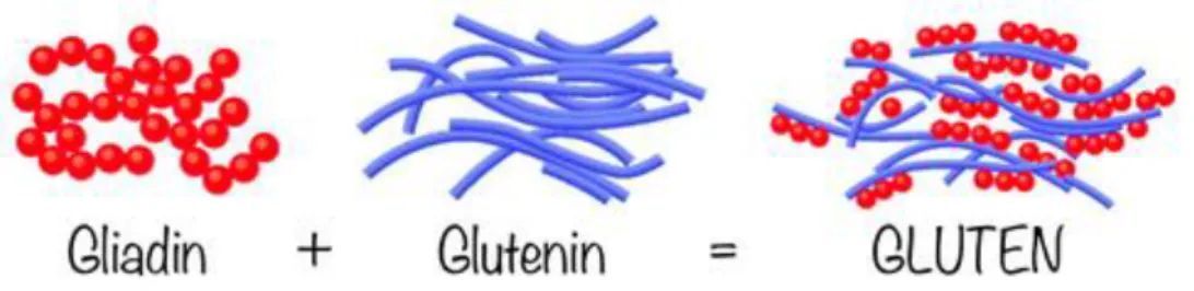 Figura 1.7 Proteine gliadine e glutenine implicate nella formazione del glutine 
