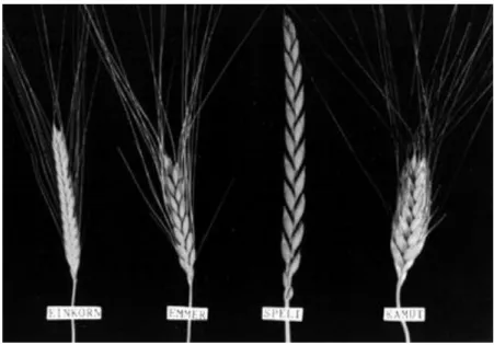 Figura 1.10 Spighe di farro, grano emmer, spelta e KAMUT ® ( Stallknecht et al., 1995)