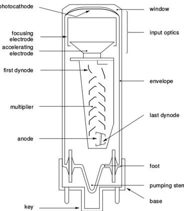 Figura 2.7: Sezione longitudinale di un tubo fotomoltiplicatore.