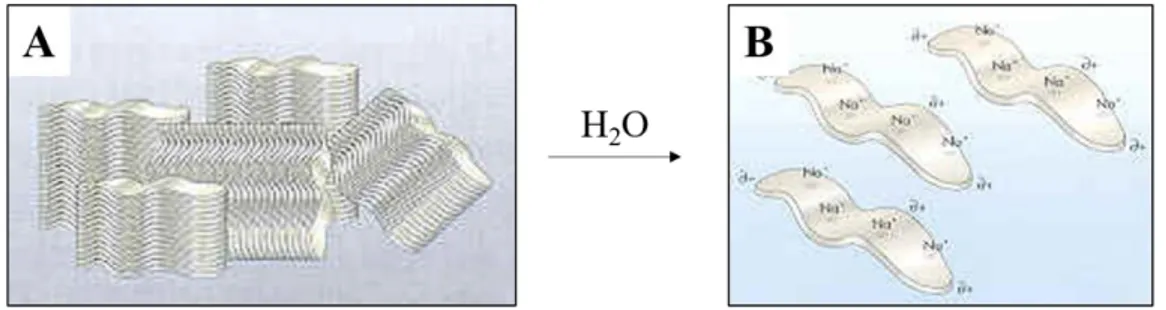 Figura  2.23  Schema  di  esfoliazione  della  bentonite  in  acqua:  A)  lamelle  di  bentonite  non  idratata;  B)  lamelle di bentonite esfoliate in acqua 