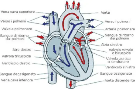 Figura 1.1: Anatomia del cuore e percorso del sangue al suo interno.