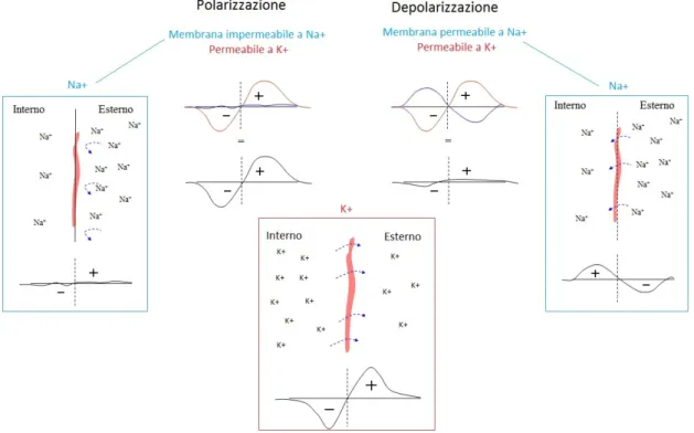Figura 1.4: Potenziale di membrana generato per diffusione ionica durante la fase di polarizzazione e depolarizzazione dovuti agli ioni K+ e Na+