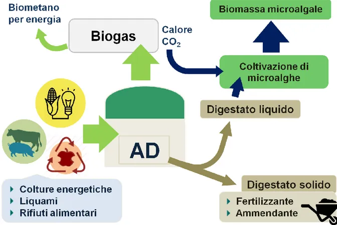 Fig.  5  –  Schema  generico  di  un  impianto  di  produzione  di  biogas.  Il  materiale  organico  viene  degradato dalle popolazioni batteriche che in assenza di ossigeno producono biogas