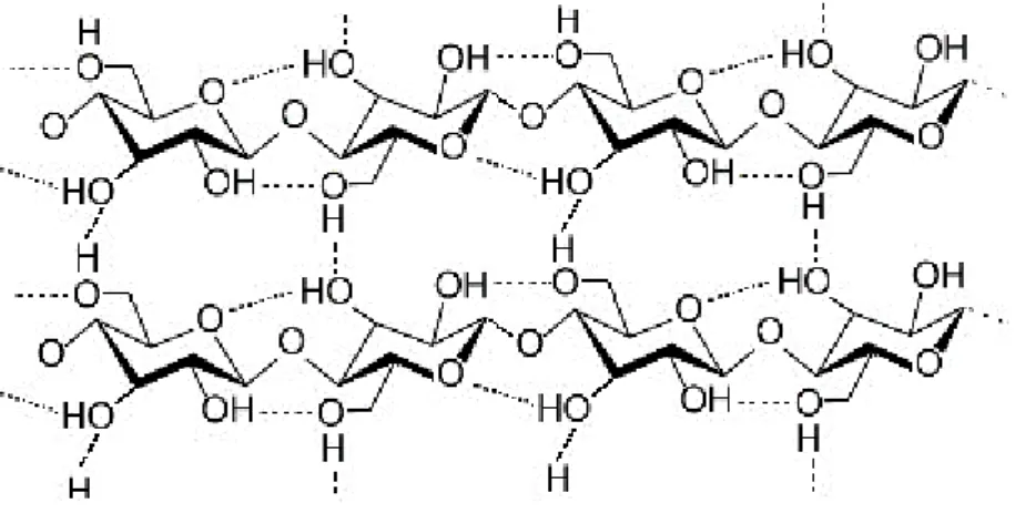 Figura 1-2: formazione di ponti a idrogeno fra le catene di cellulosa 