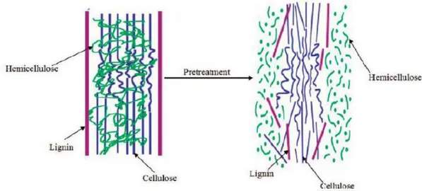 Figura 1.7: Schema della biomassa lignocellulosica prima e dopo il pretrattamento. 