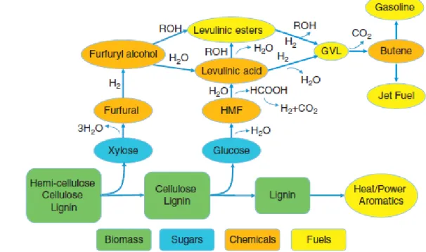 Figura 1.8: Processo di conversione delle biomasse a fuels e chemicals.  23