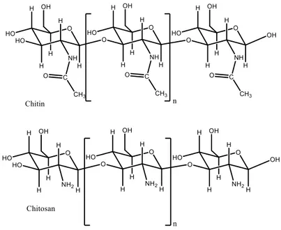Figure 1.3 - Molecular structure of chitin and chitosan 