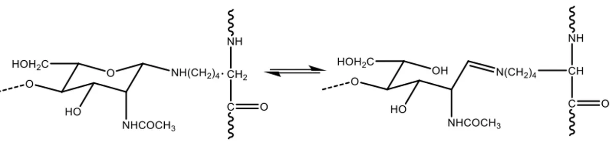 Figure 1.7 - Another Hackman’s model of chitin-protein bond 