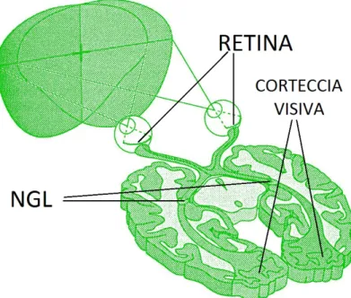 Figura 1.3: Schema del percorso che collega occhi e corteccia visiva primaria.