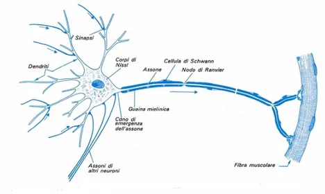 Figura 1.1: Rappresentazione di un neurone motorio. Il verso della freccia corrisponde alla direzione dell’impulso.