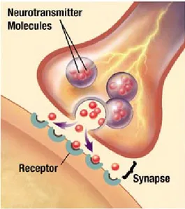 Figura 1.2: Schema di sinapsi biochimica