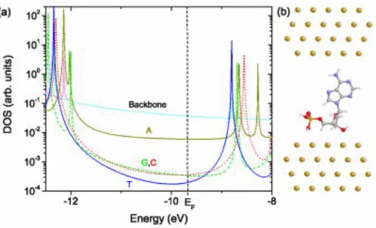 Figura 1.4: Le densità di stati delle singole basi, dell’impalcatura di zuccheri e fosfati, il livello di fermi è riferito agli elettrodi d’oro