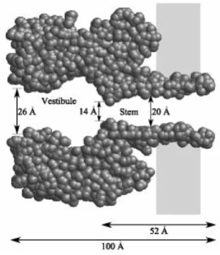 Figura 3.1: Schematizzazione del nanoporo Alpha emolisina inserito in una membrana