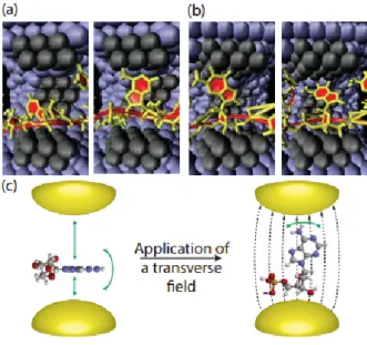 Figura 3.2: Simulazione di dinamica molecolare della traslocazione di un polinucleotide attraverso un nanoporo