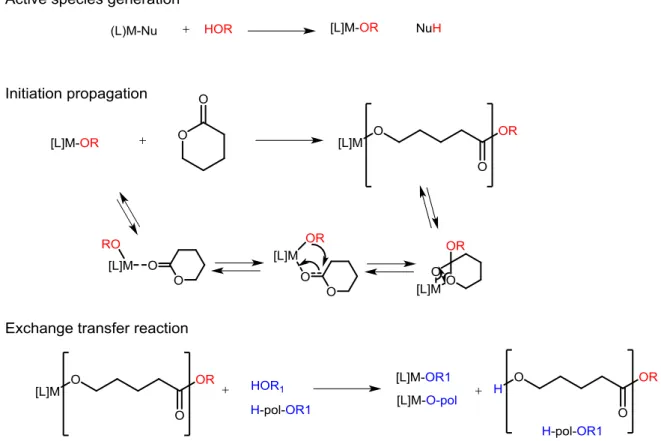 Figure 1.5 Proposed reaction pathway for the ROP of a cyclic ester by the coordination-insertion mechanism  [21]