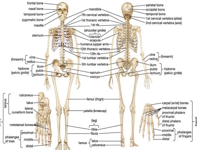 Fig. 1- A anterior and posterior view of the human skeletal system. 