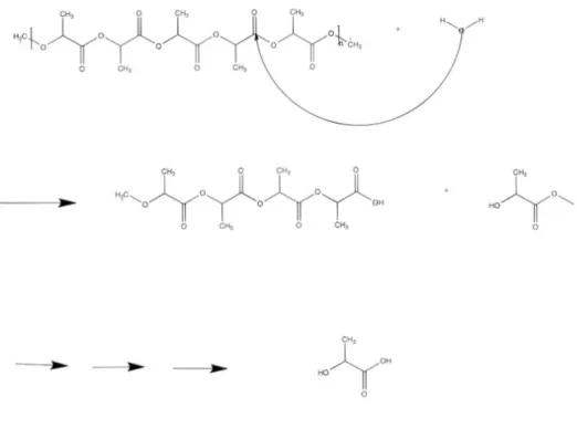 Figura 1.14 b: La degradazione del PLA attraverso l'idrolisi e la ripartizione del legame estere