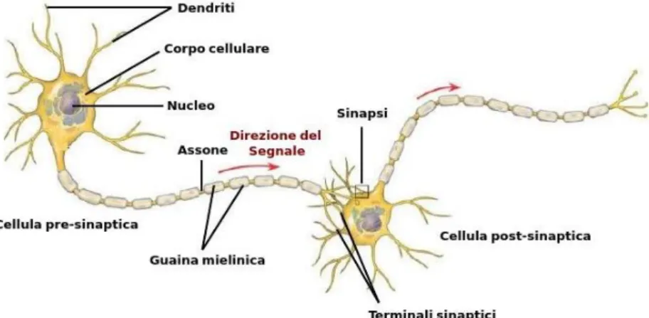 Figura 1: Rappresentazione di due cellule neuronali.